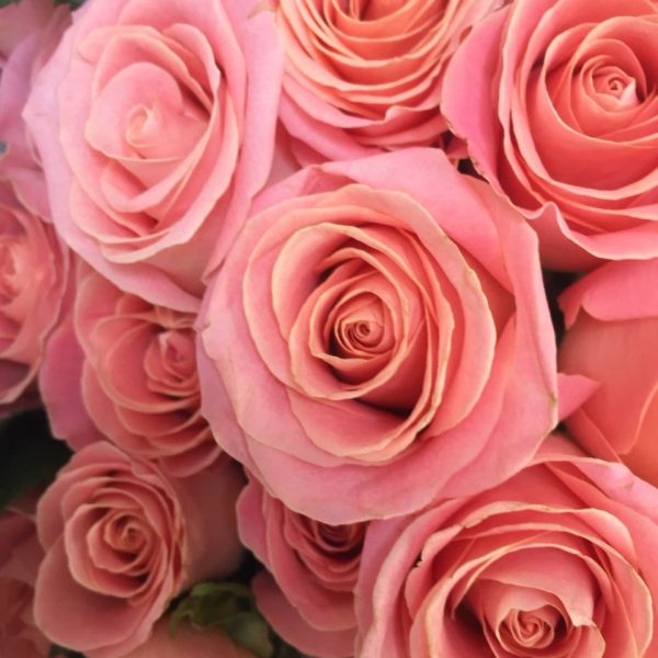Rosas